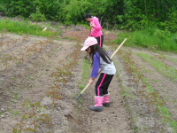 Weeding with Hula-Hoes, 2018