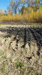 Raised Bed Preparation, 2017