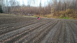 Planting Duchesse de Nemours, Fall 2017